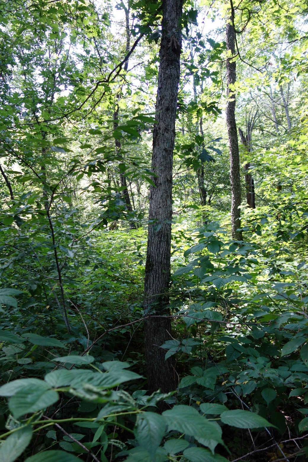 A typical portion of the stand in 2020. Note that full crown closure has not yet been achieved on much of the site, as shown by the amount sunlight hitting the understory and presence of sun-loving raspberry.