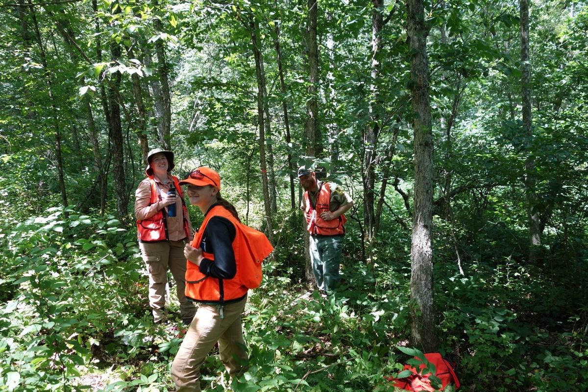 Gathering data during summer 2020 in the 35-year-old stand of diverse hardwoods regenerated after clearcut with reserves harvest
