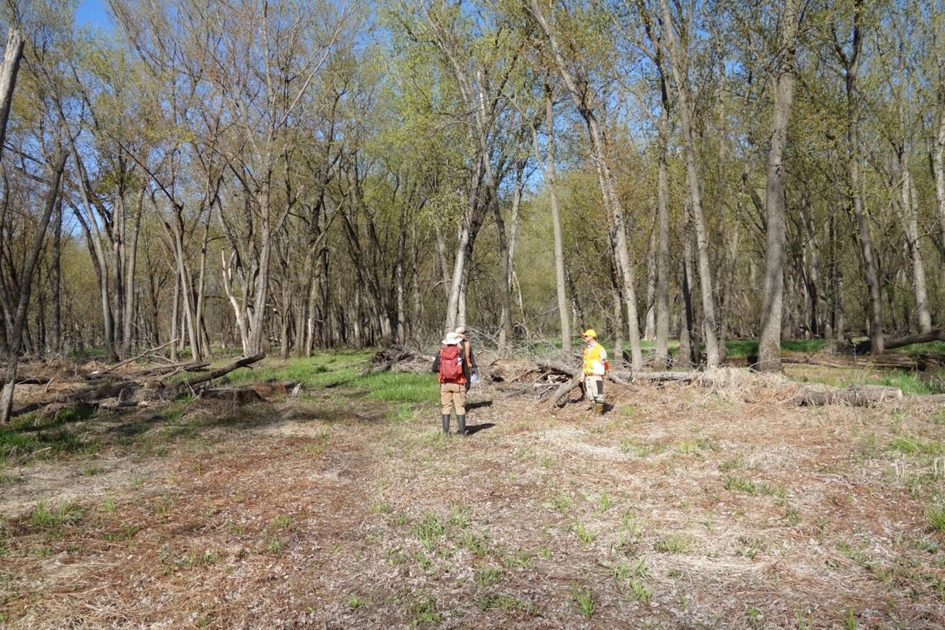 Field staff assessing regeneration in a harvest patch, spring 2021.