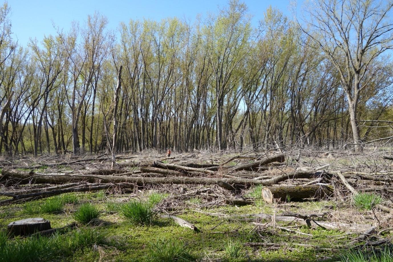 Gap harvest with abundant coarse woody debris in spring 2021.
