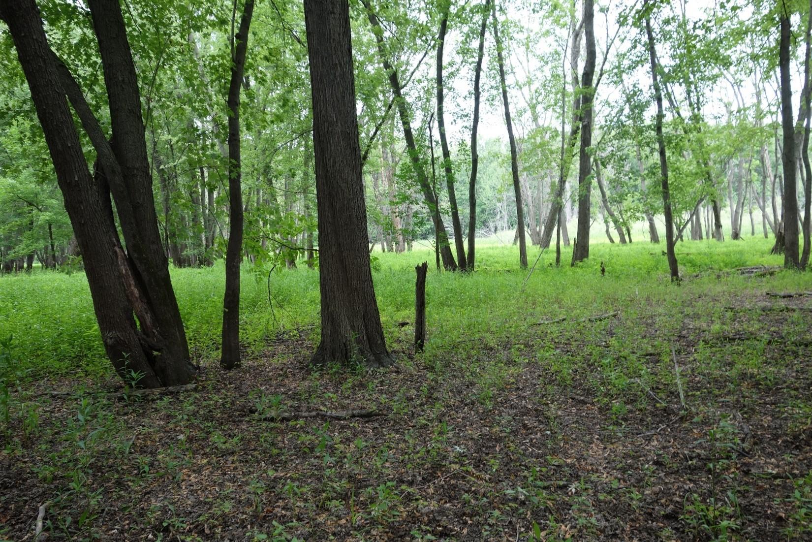 Forested conditions in an unharvested portion of the stand