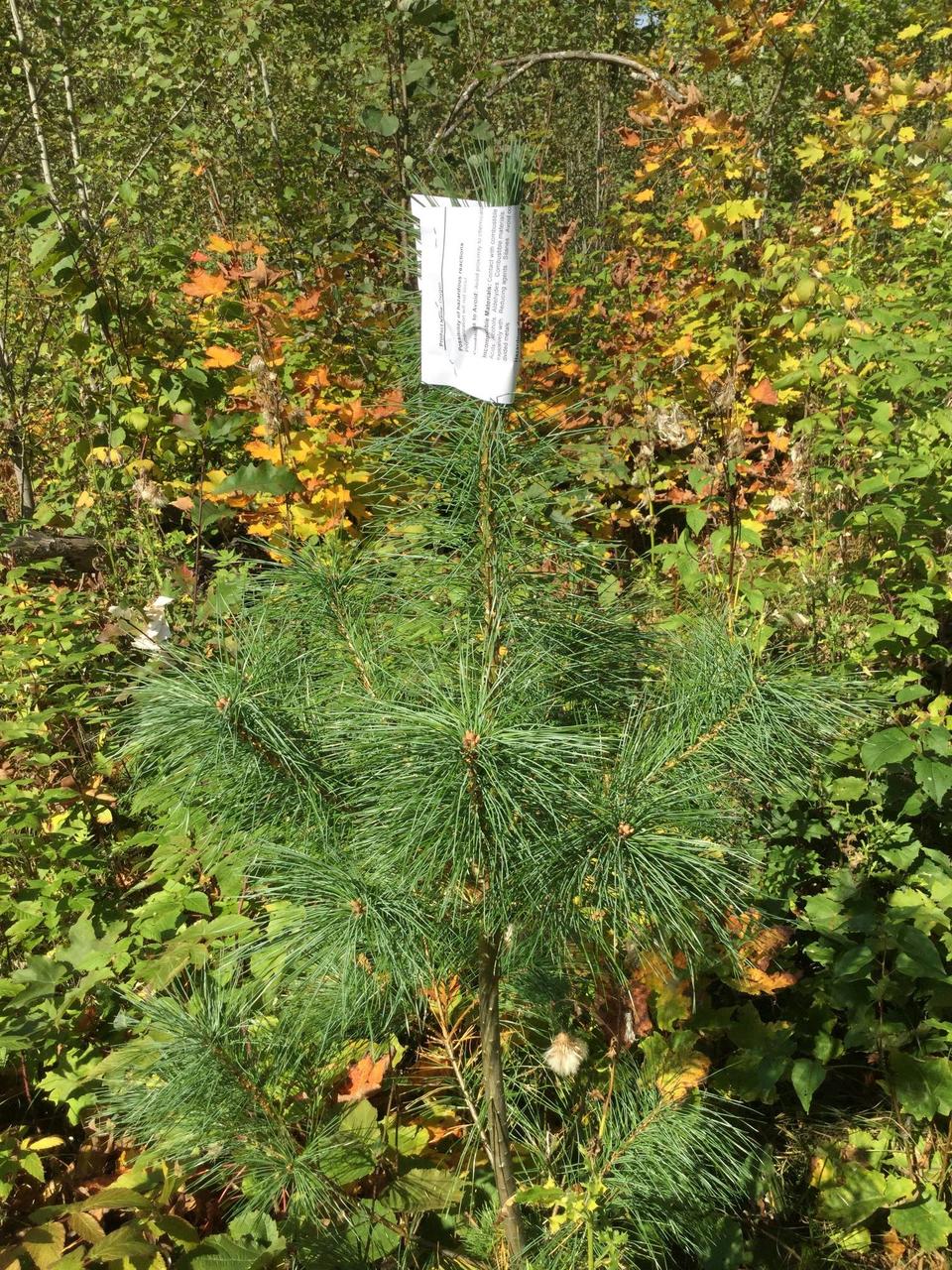 Bud capped white pine seedling 2019