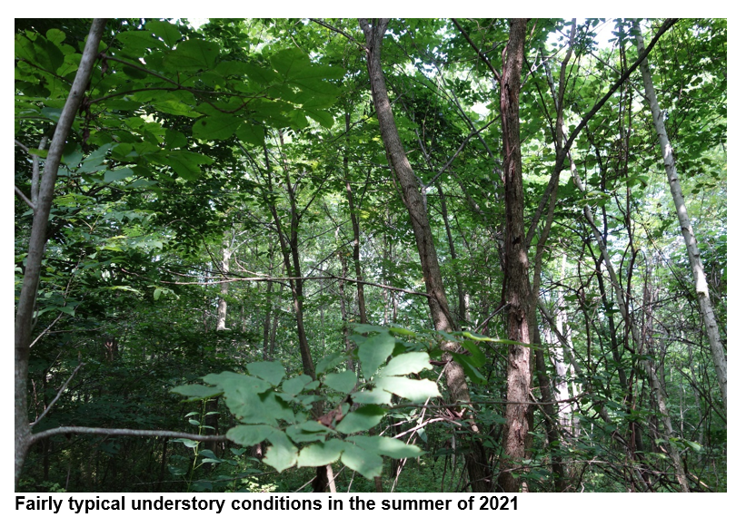 Typical understory conditions in summer 2021.