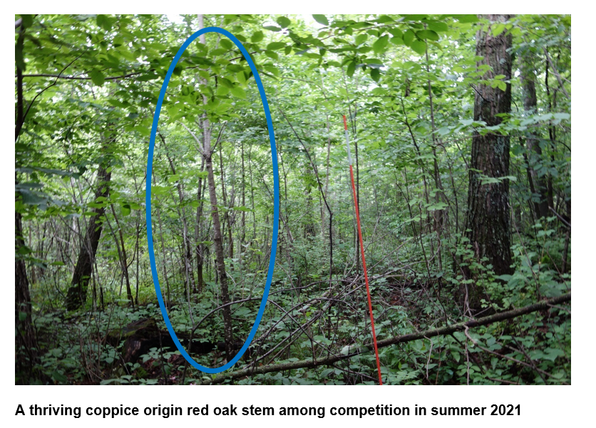 Thriving coppice origin red oak stem among competition.