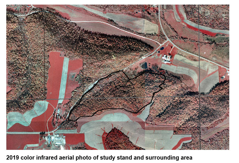 2019 color IR aerial photo of study stand and area.