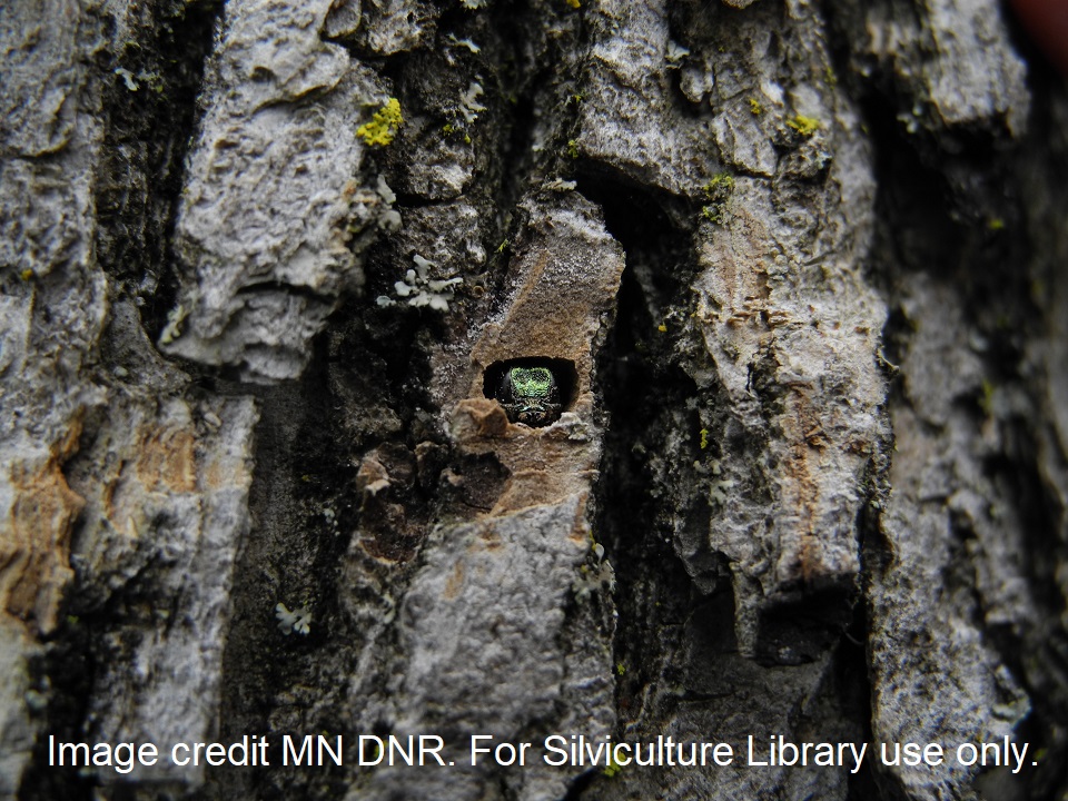 EAB emerging from an ash tree.