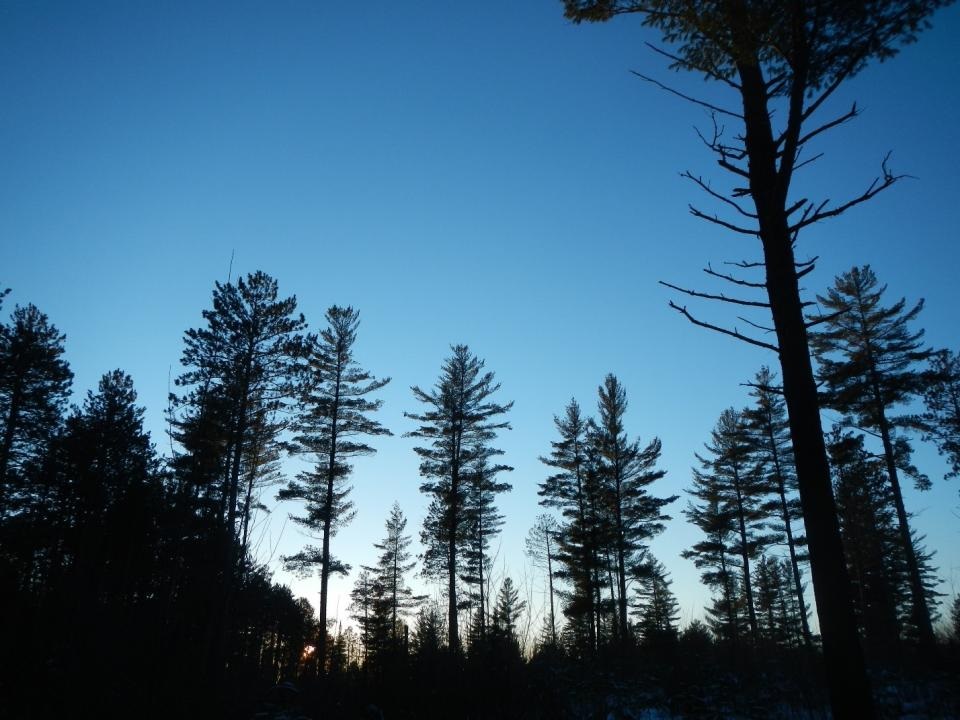 A white pine shelterwood.