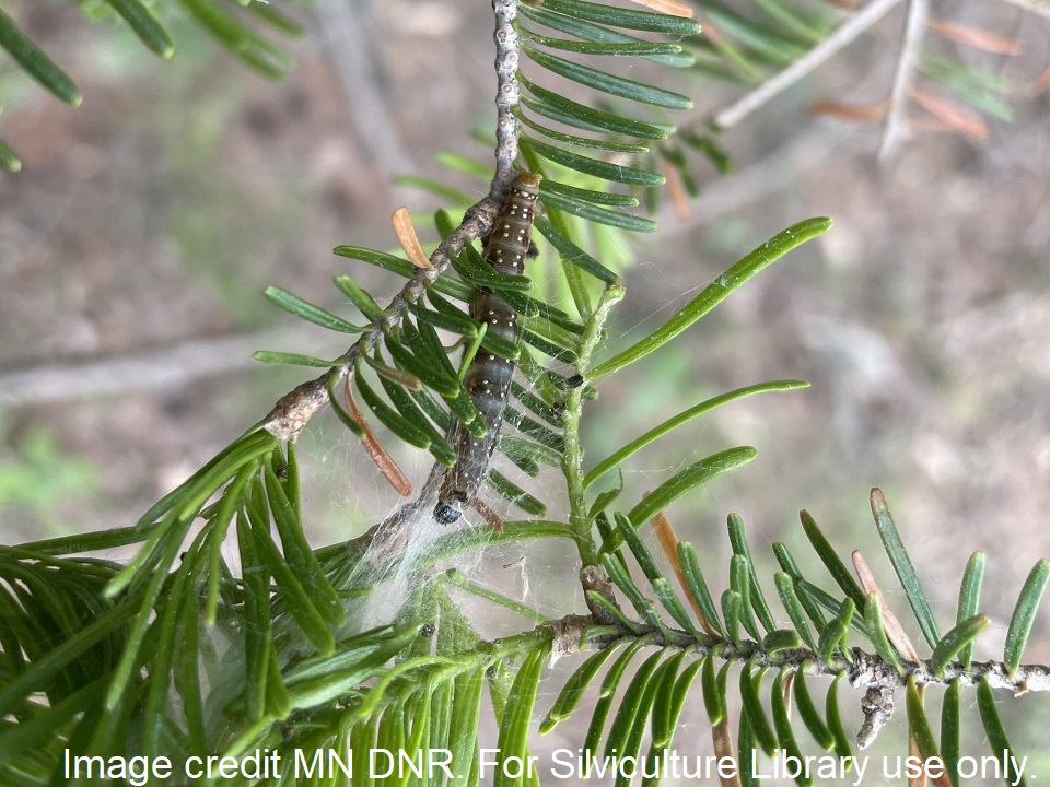 Eastern spruce budworm 