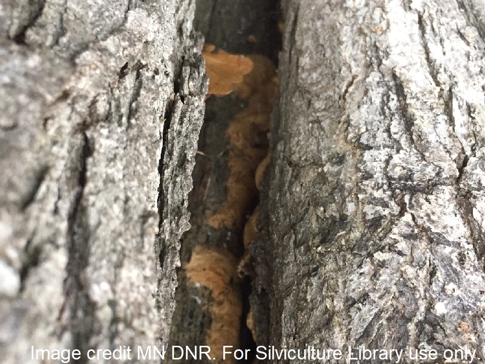 Spongy moth egg masses in tree crevice.