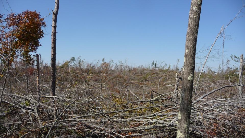 A stand shortly after the windstorm blowdown in 2011.