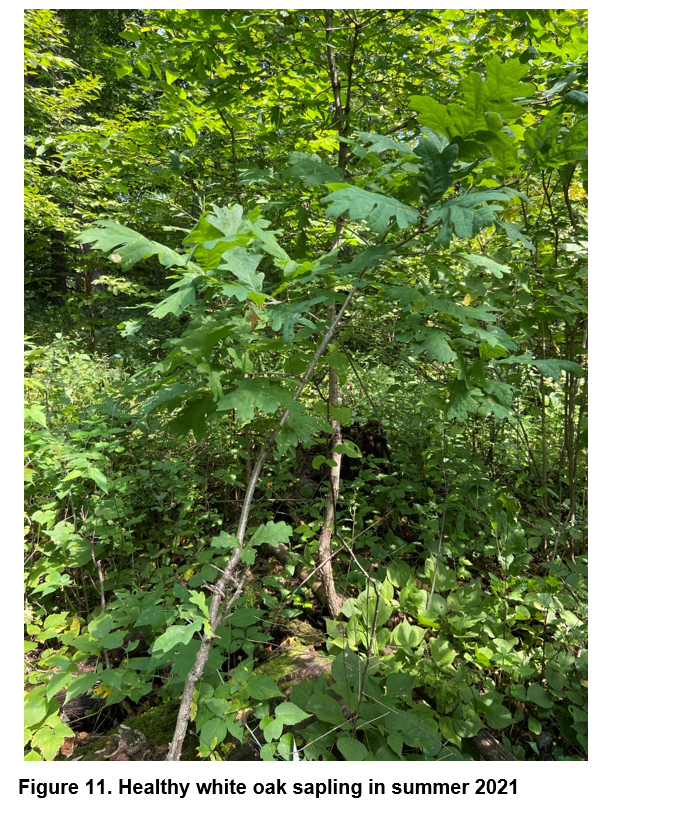 Healthy white oak sapling in summer 2021.