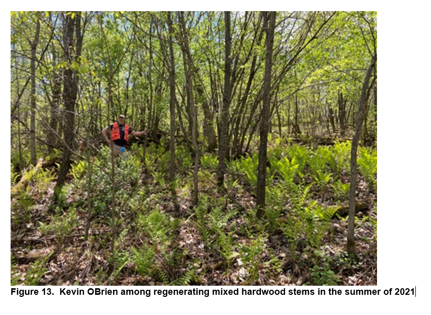 Kevin O'Brien among regenerating mixed hardwood stems in the summer of 2021.
