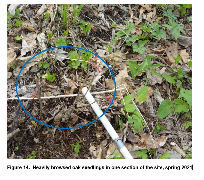 Heavily browsed oak seedlings in one section of the site in spring 2021.