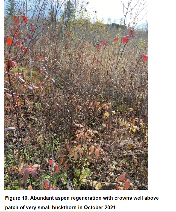 Abundant aspen regeneration with crowns well above a patch of very small buckthorn in October 2021. 