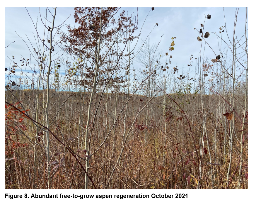 Abundant free-to-grow aspen regeneration in October 2021.