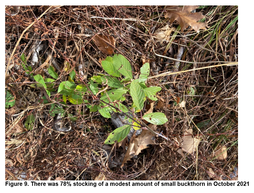 There was 78% stocking of a modest amount of small buckthorn in October 2021.