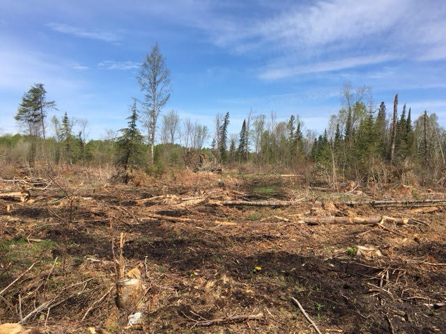 Ash site after timber harvest in 2018.