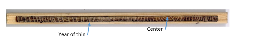 Sample tree core showing increased radial growth after thinning