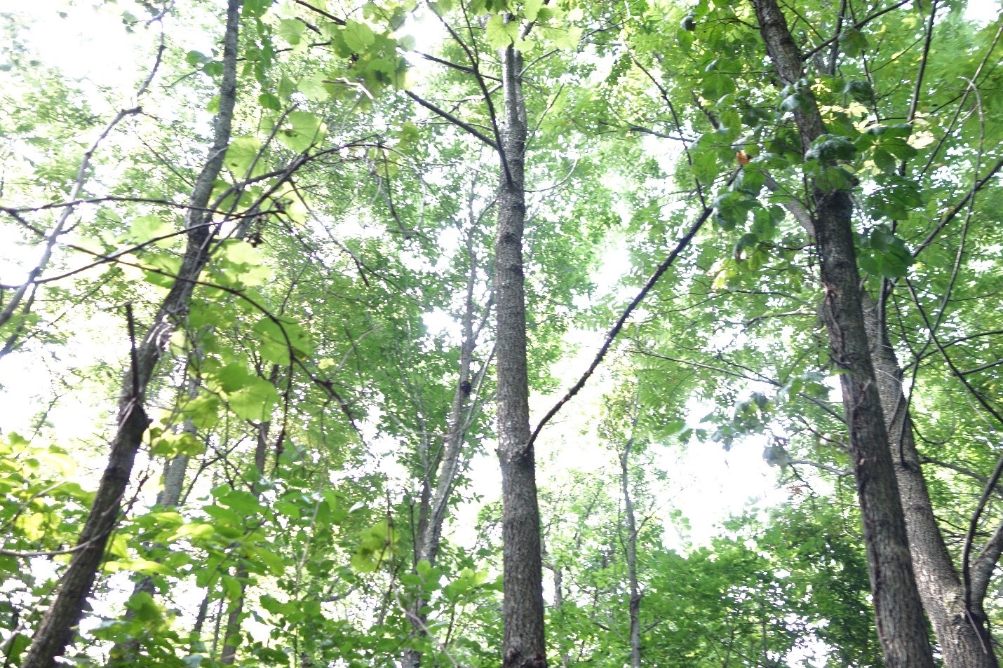 A portion of the stand with good oak regeneration in summer 2021 