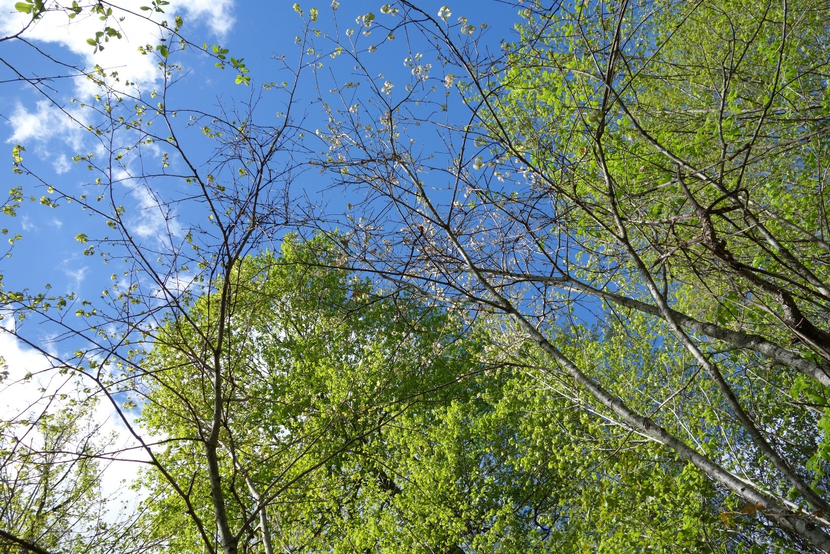 Oak regeneration with leaves flushing in spring 2021 