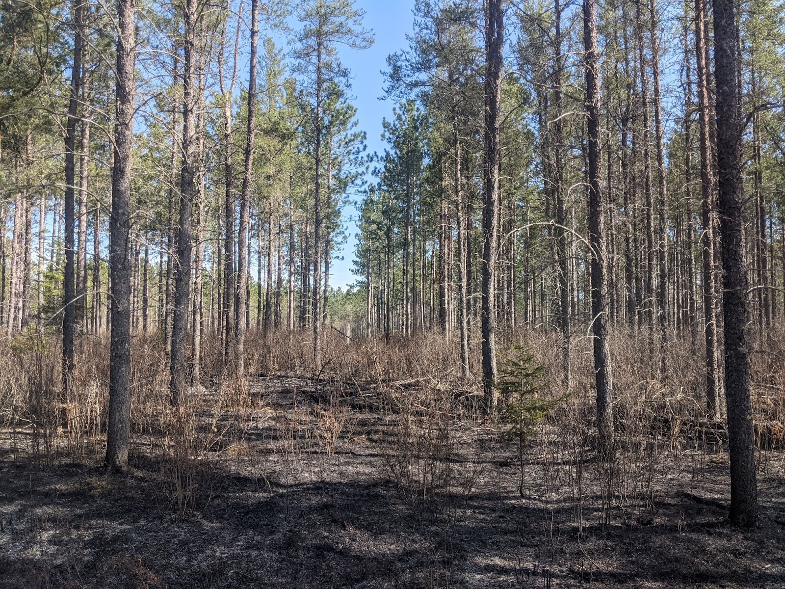 The Otter Creek unit on May 18, 2022, one day after conducting the prescribed burn showing the immediate post-burn conditions. Understory balsam fir that did not torch up and die immediately, like the one in the right foreground, were dead by the end of the growing season. Photo by Kyle Gill.