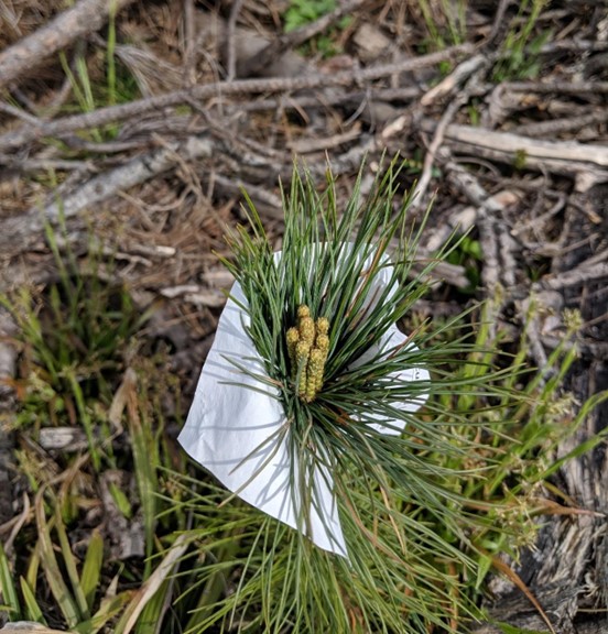 White pine buds growing through a budcap in spring 2019.