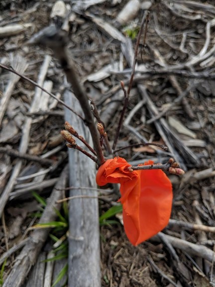 Red oak shoots growing through a balloon in spring 2019. The balloon started to break down over the first winter/spring.