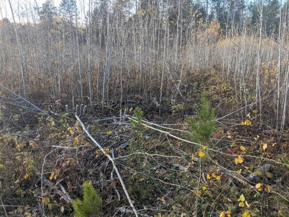 Pine seedlings following release treatment in Fall 2021. Red leaves of red oaks are partially visible among the low foliage and cut stems.