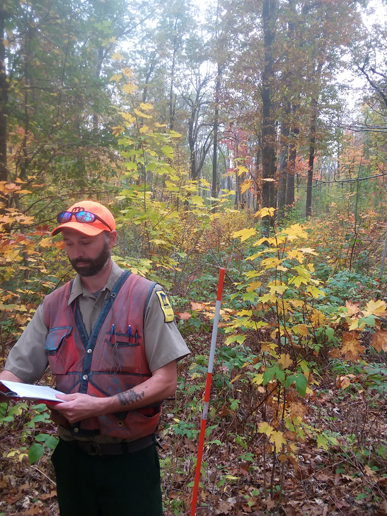 Forester Tim Stai surveys regeneration on the AFMP site in fall 2021