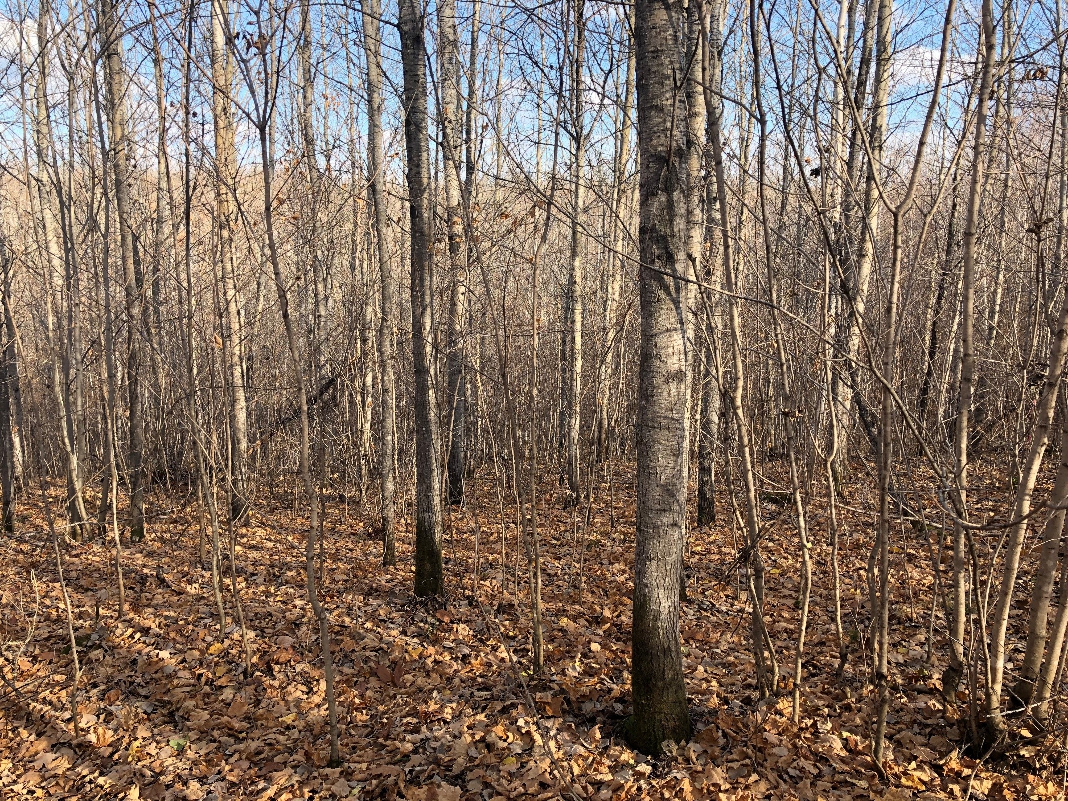 Thinned unit in 2019 when the stand was approximately 22 years old. Note the high density of stems and the larger "crop trees" of aspen present
