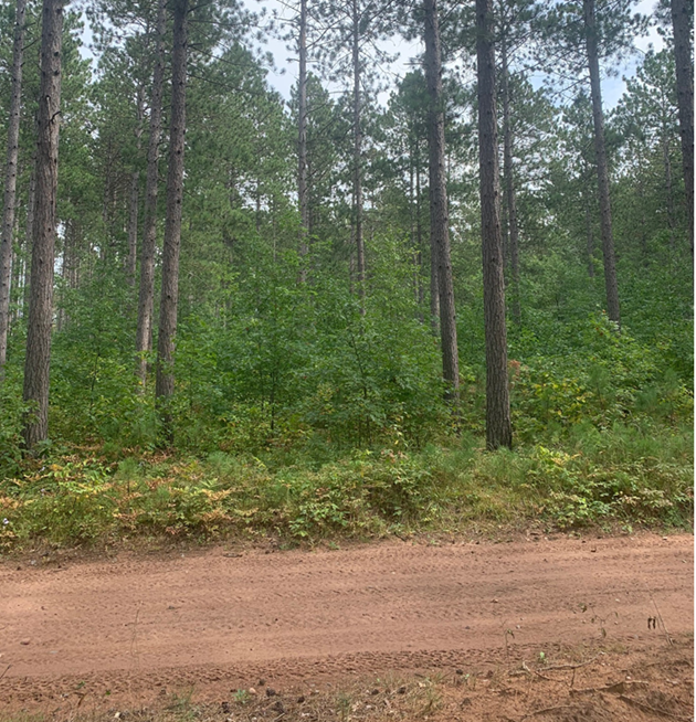 Adjacent untreated area across the road showing pre-treatment conditions of very heavy woody competition in the understory