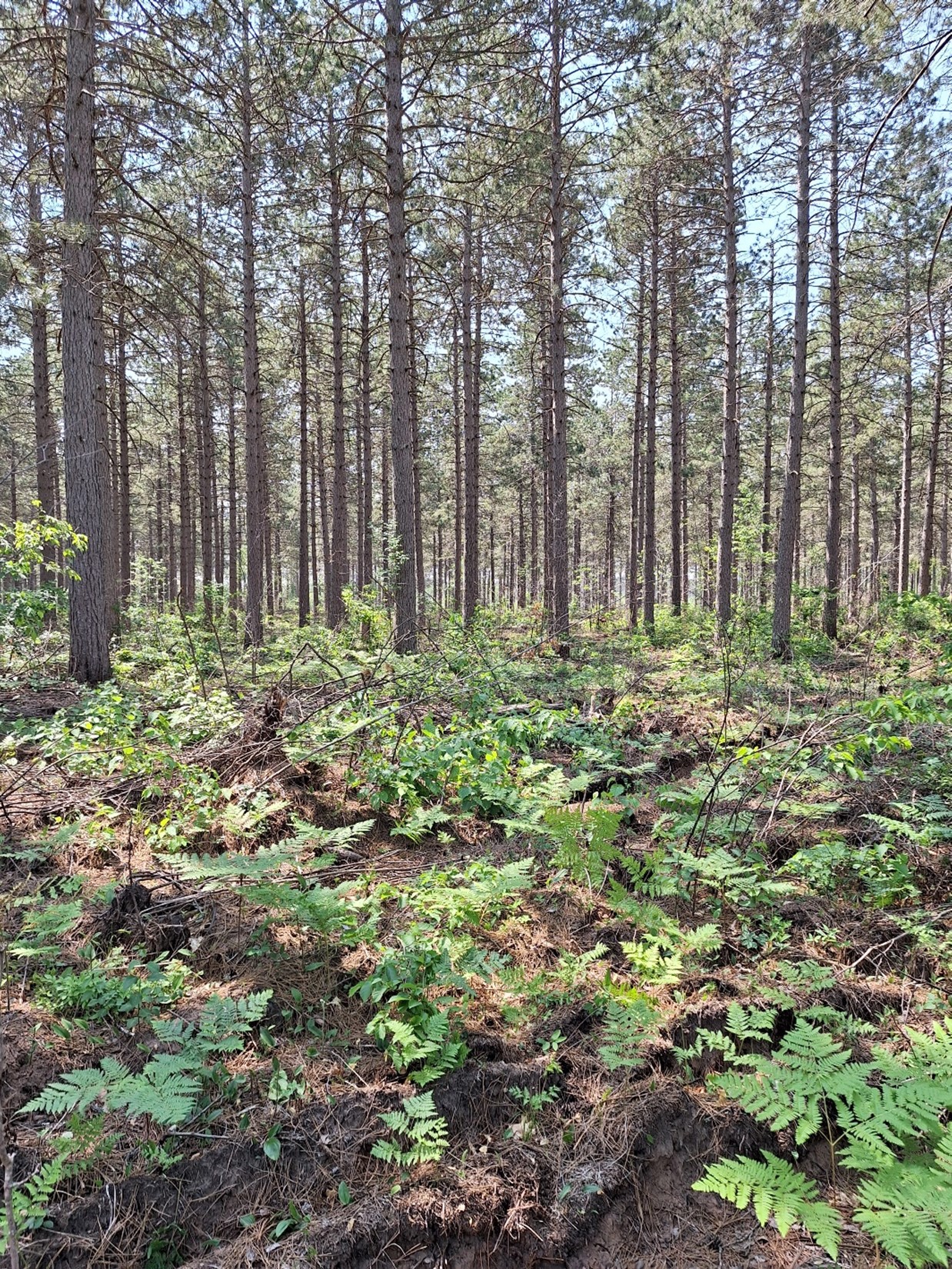 Woody competition is still well controlled on June 20, 2023, a year after Velpar application - most understory vegetation seen here is bracken fern