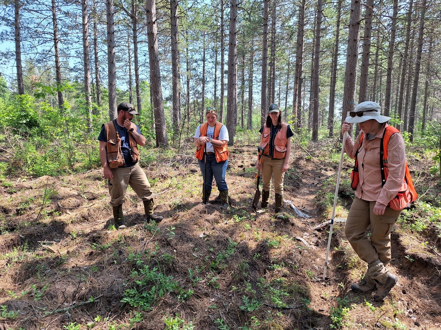 Foresters assess site conditions of well – controlled woody competition on June 20, 2023, a year after Velpar application