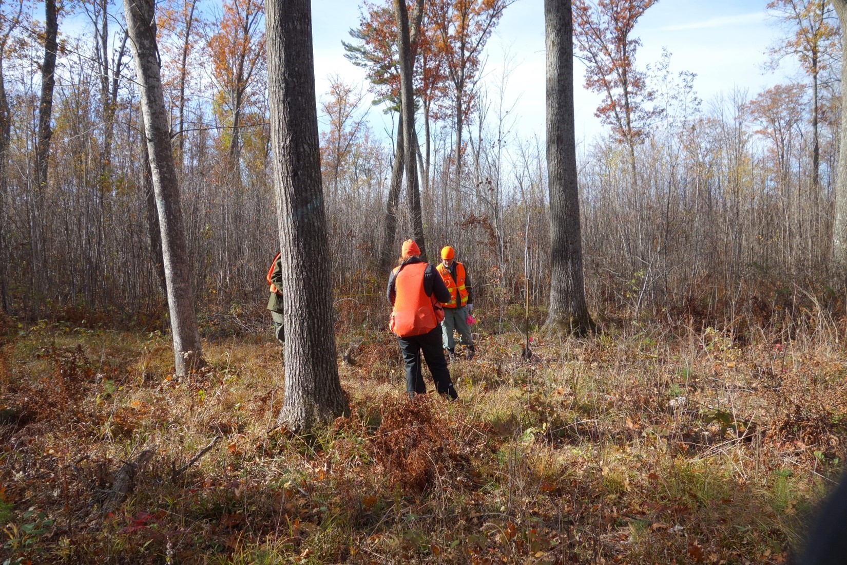 Forestry staff collect white pine regeneration data in a planted cluster October 2022