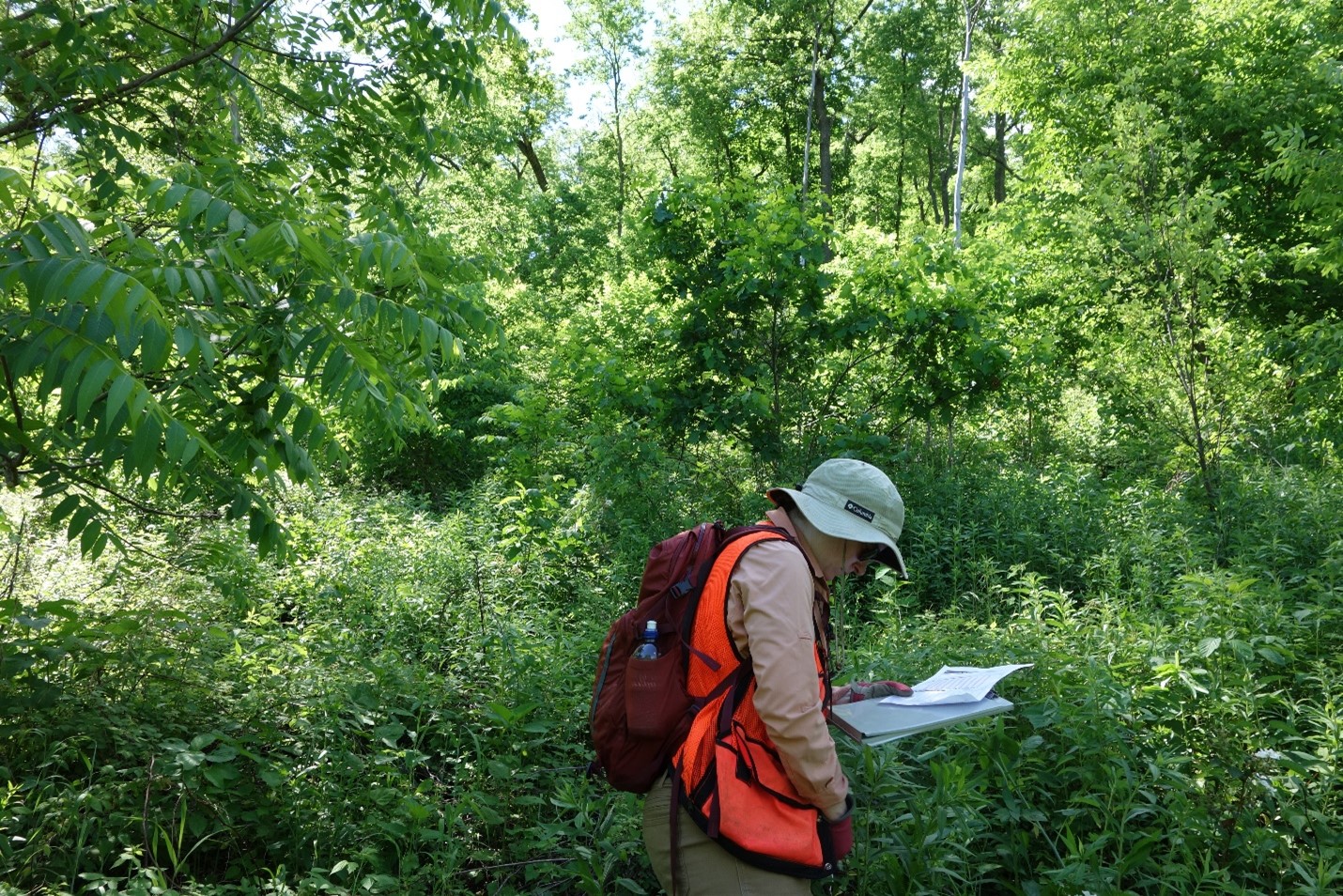 Michelle Martin gathering regeneration data in a portion of the stand with black walnut regeneration, summer 2020