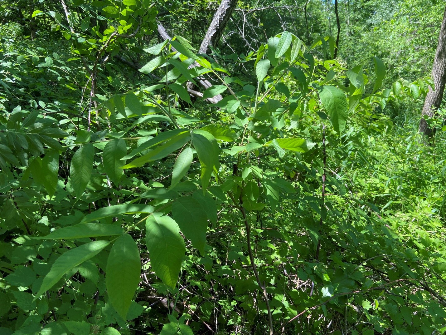 A stem of black walnut regeneration among heavy competition, summer 2020