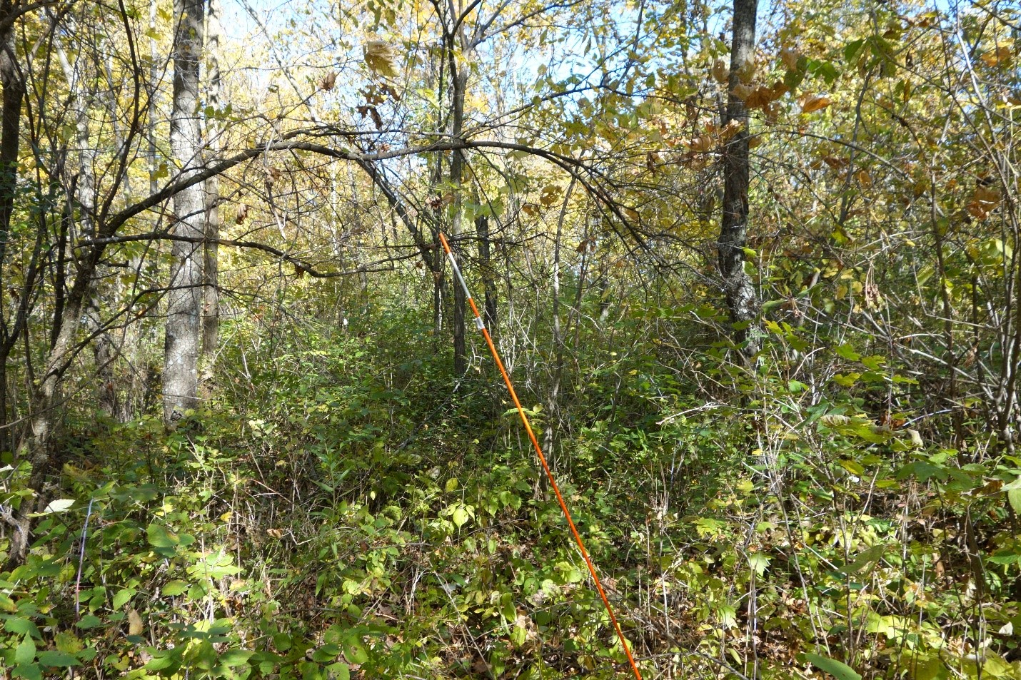 A 2020 photo of a portion of the stand treated in 1995 with a clearcut with reserves harvest. The stand was quite variable in overstory density and species composition as of 2020. 