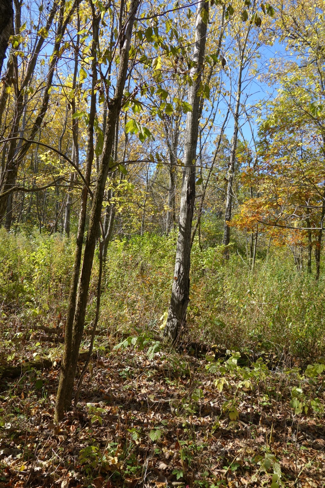 A portion of the stand with some butternut stems in the clearcut with reserves area in October 2020