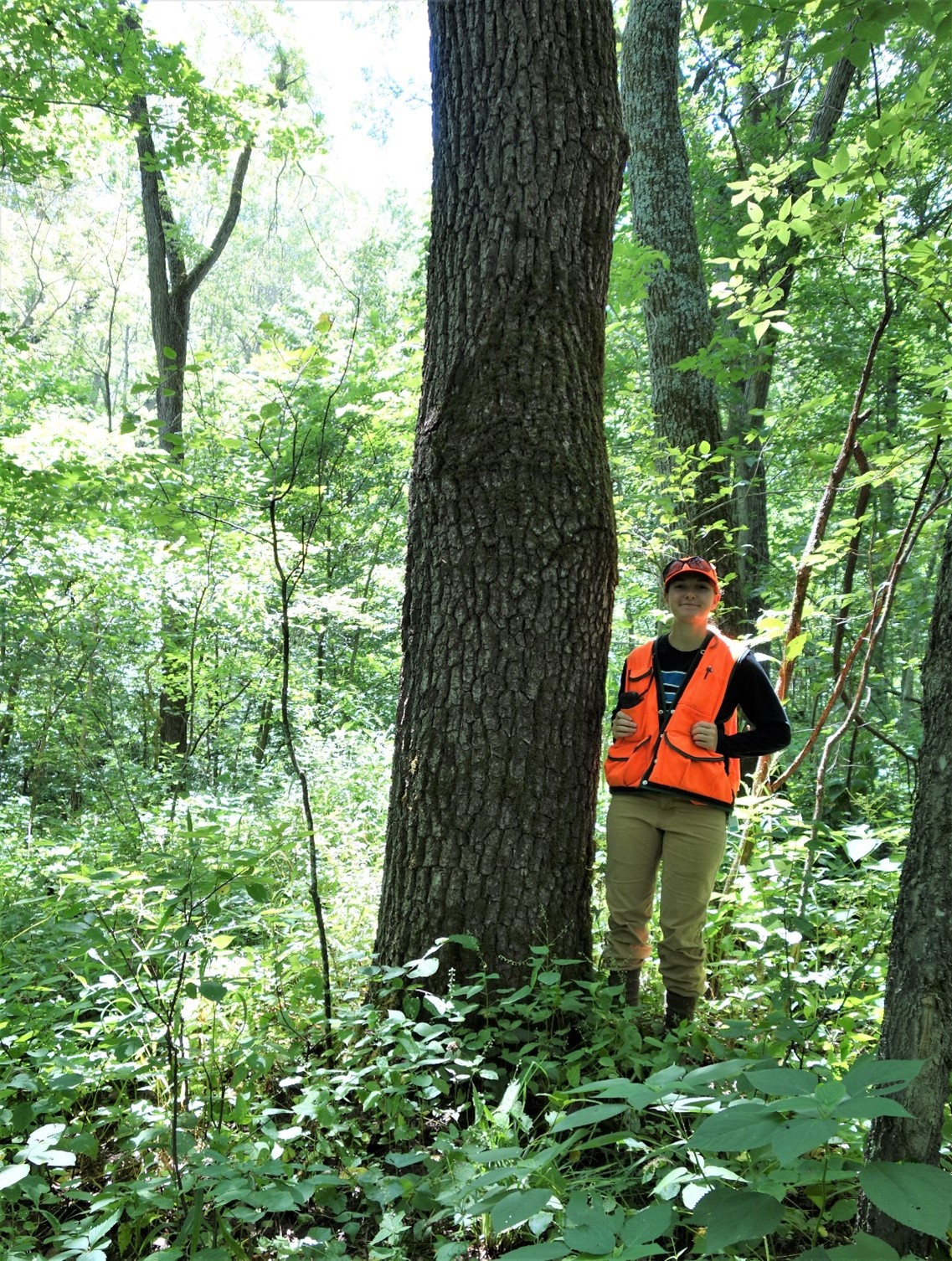 Forestry Intern Elizabeth Reeves near a large black walnut tree in the summer of 2020