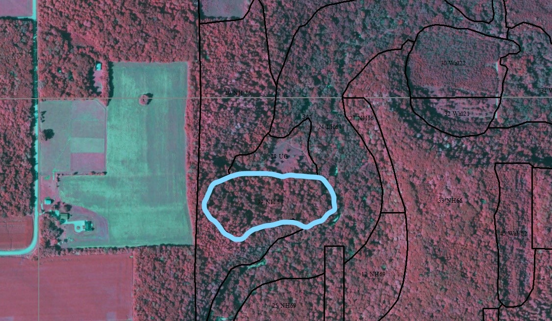 2019 color infrared aerial photo showing case study stand (blue border) and surrounding area