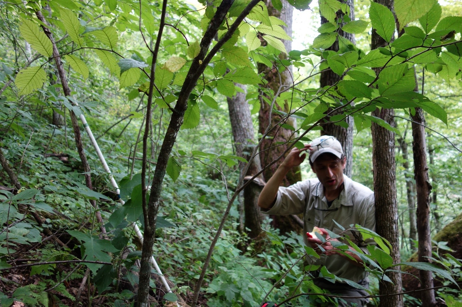 MNDNR Forester Alex Gehrig surveys regeneration on the study site in the summer of 2020