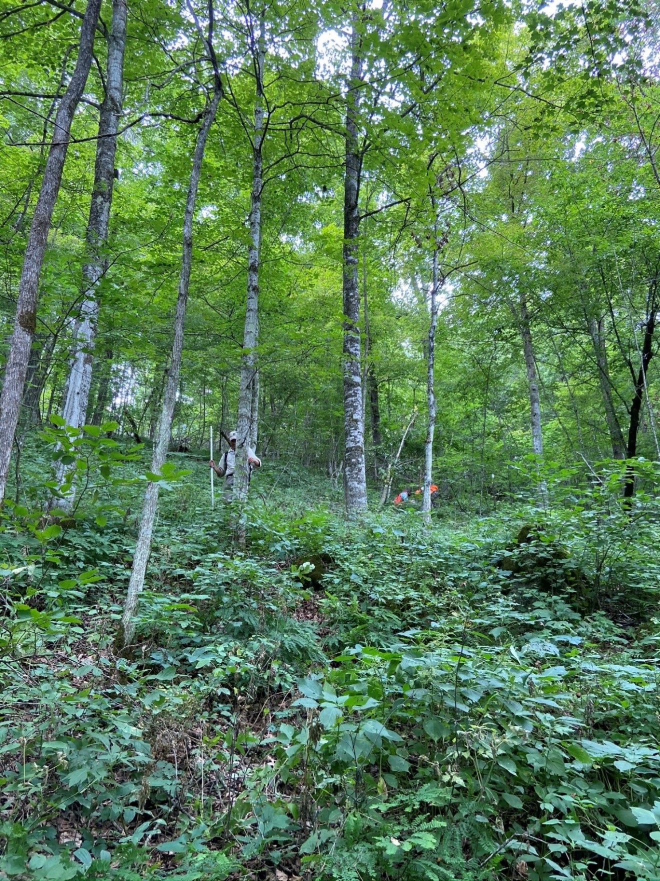 Sugar maple is the dominant mid and overstory species as of summer 2020