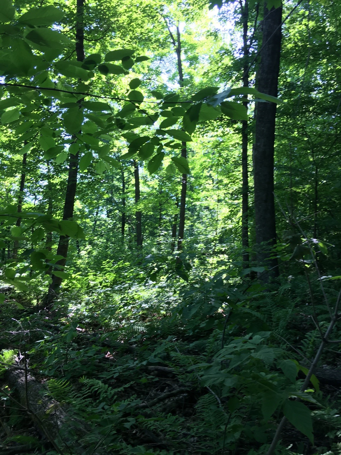 Variable shade in the stand understory caused by variable stand structure and overstory gap size