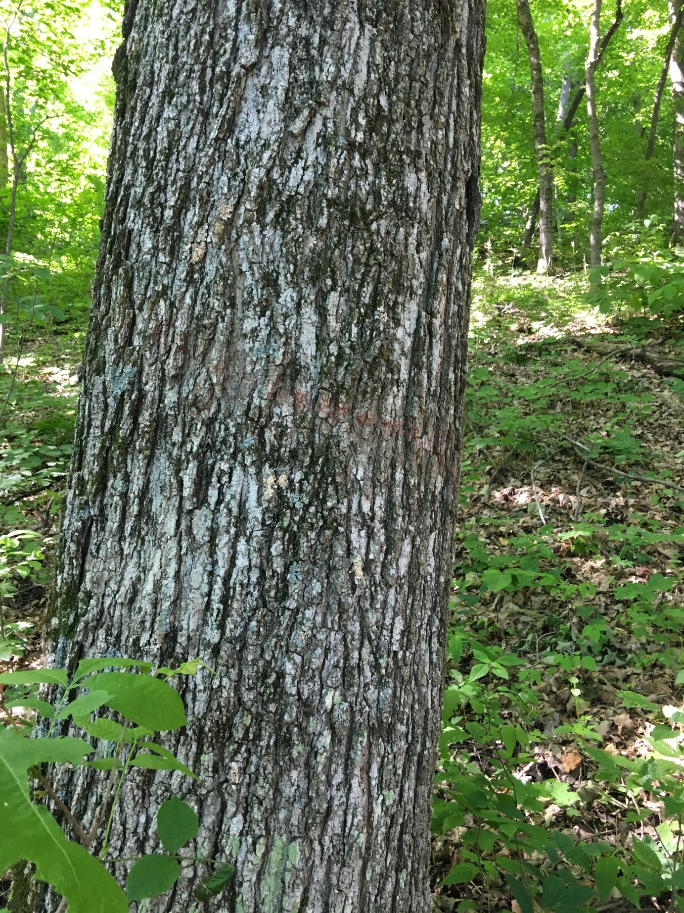 Bough of large sugar maple tree typical on the site. Note the variable stand structure and shade level in the understory in the background