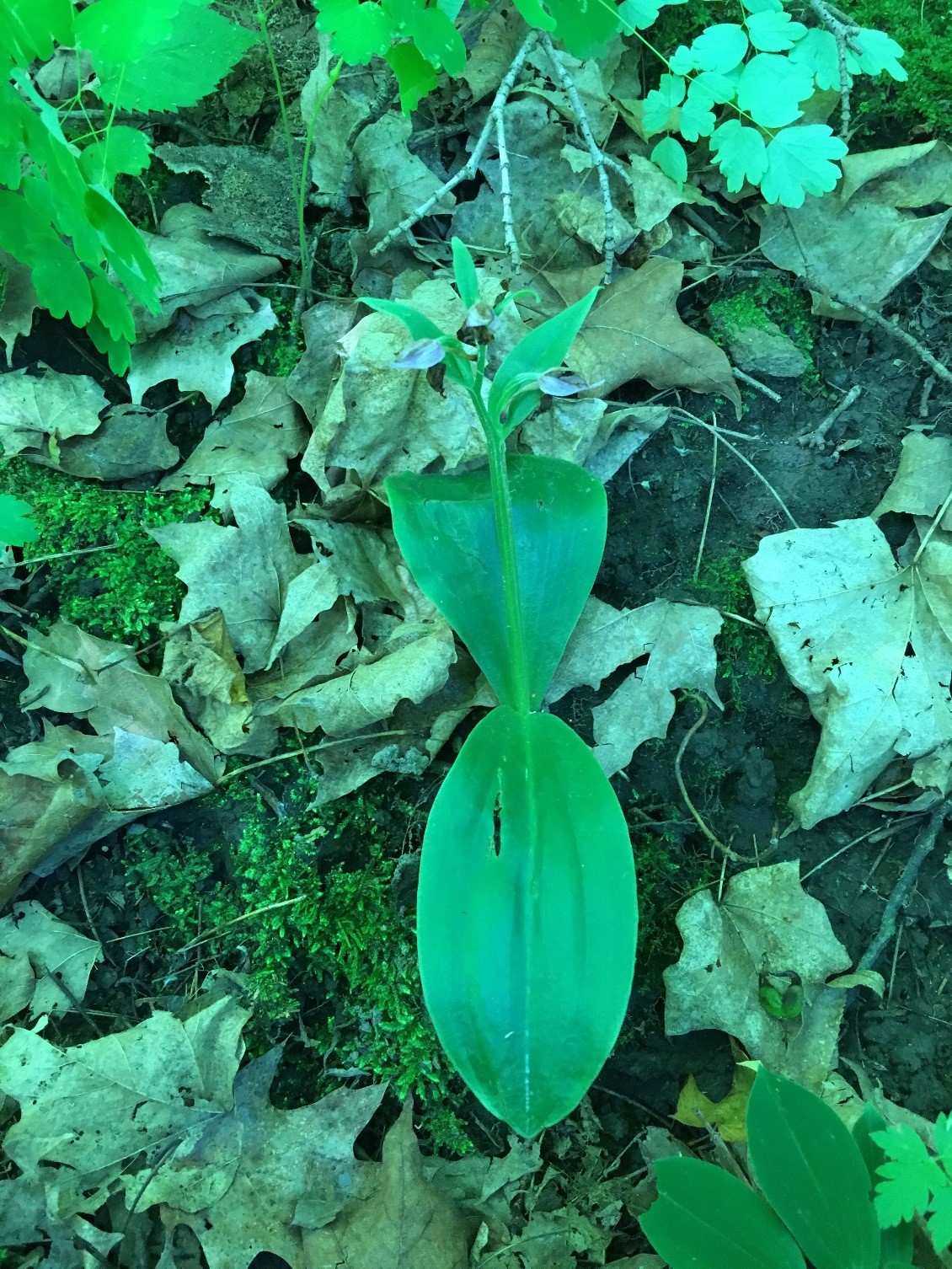 A few showy orchis (Galearis spectabilis) plants were present in the stand during a June visit; they were just nearing the end of their flowering season