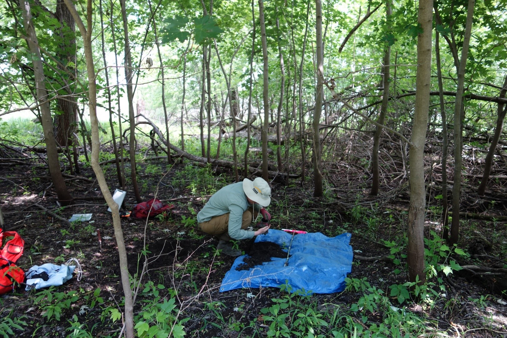 Conditions on the Flynnville site at sample plot 259 of young forest with excellent silver maple regeneration
