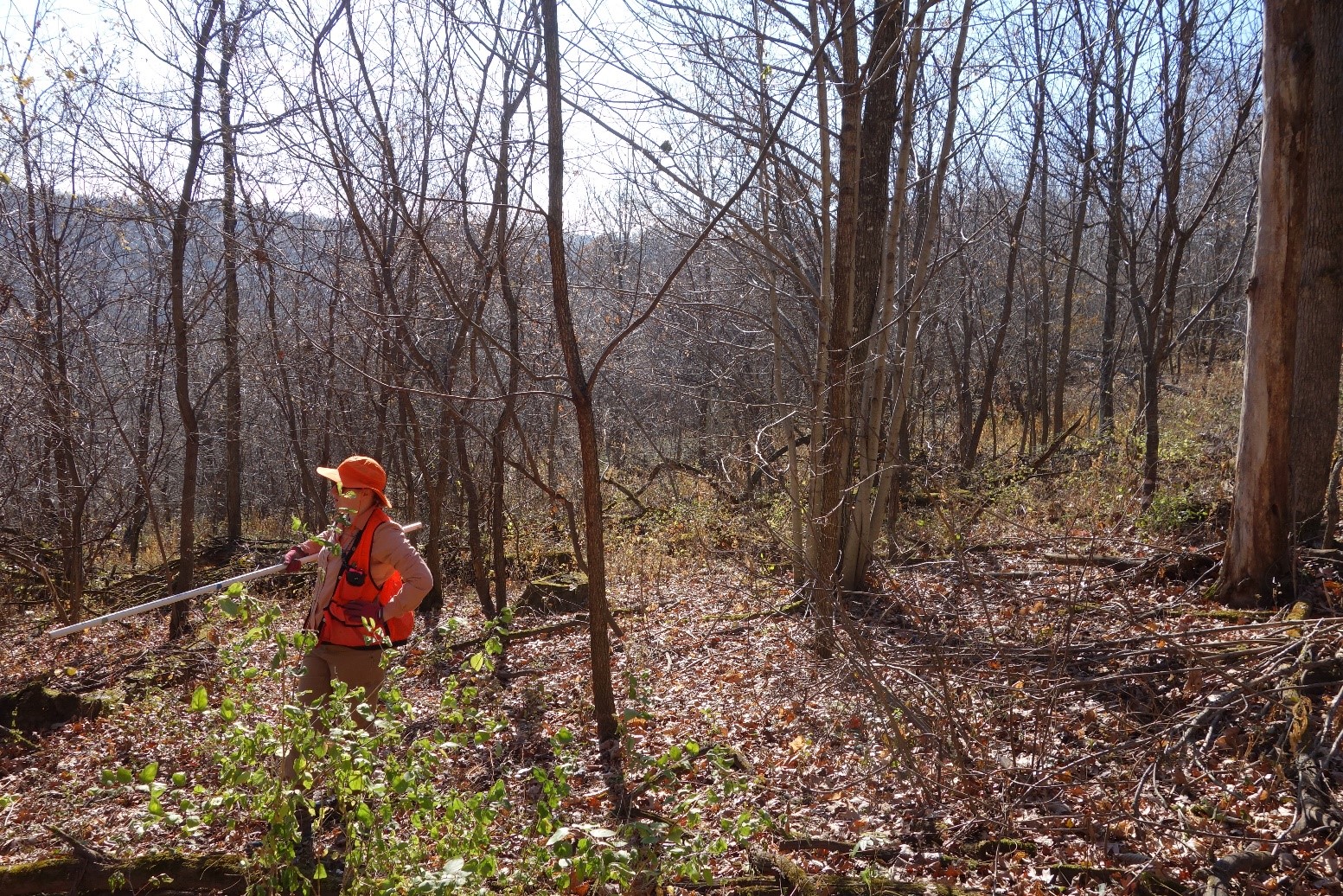 Michelle Martin among mixed hardwood regeneration in fall 2021. Note the black walnut stem behind her.
