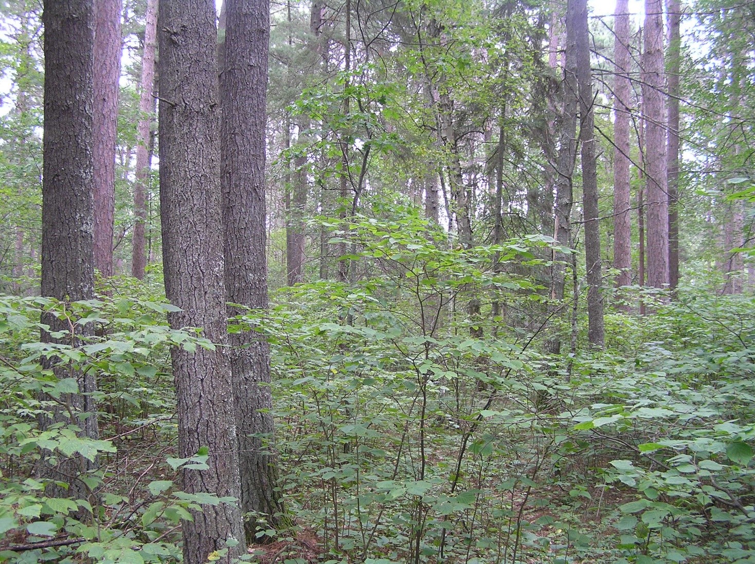 Understory condition in 2016 in a similar, adjacent stand with 3 burns but no harvest