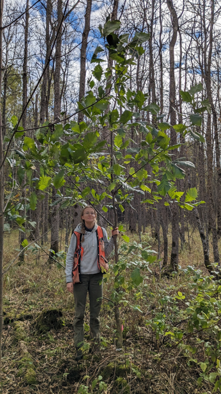 Northern Research Station employee Alyssa Smits next to a Swamp White Oak in the fall of 2023.