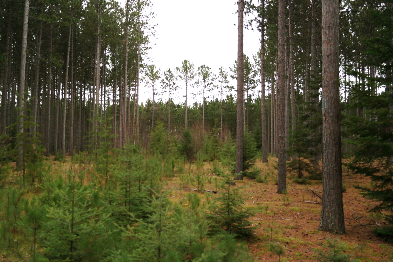 Young red pine seedlings approximately 3 feet tall in a gap surrounded by mature red pine in the overstory.